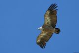 Vautour fauve, Gyps fulvus