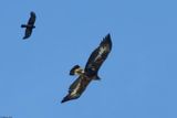 Aigle royal, Aquila chrysaetos