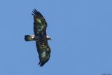 Aigle royal, Aquila chrysaetos