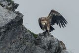 Vautour fauve, Gyps fulvus