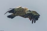 Vautour fauve, Gyps fulvus