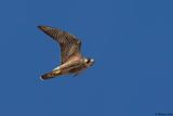Faucon plerin, Falco peregrinus peregrinus