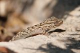 Tarente, Tarentola mauretanica mauretanica