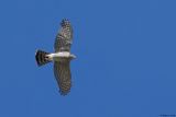 Epervier dEurope, Accipiter nisus