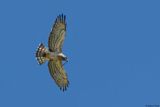 Circate Jean-le-Blanc, Circaetus gallicus