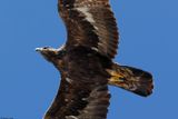 Aigle royal, Aquila chrysaetos