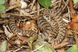 Vipre aspic, Vipera aspis aspis