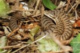 Vipre aspic, Vipera aspis aspis