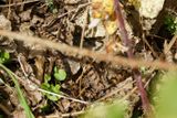 Vipre aspic, Vipera aspis aspis