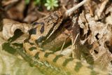 Vipre aspic, Vipera aspis aspis