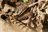 Vipre aspic, Vipera aspis aspis