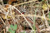 Vipre aspic, Vipera aspis aspis