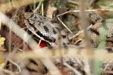 Vipre aspic, Vipera aspis aspis