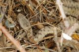 Vipre aspic, Vipera aspis aspis