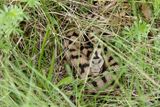 Vipre aspic, Vipera aspis aspis