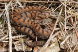 Vipre aspic, Vipera aspis aspis
