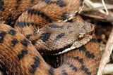 Vipre aspic, Vipera aspis aspis