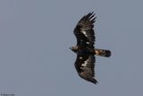 Aigle royal, Aquila chrysaetos