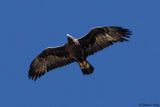 Aigle royal, Aquila chrysaetos