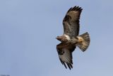 Buse variable, Buteo buteo