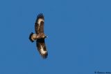 Aigle royal, Aquila chrysaetos