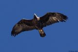 Aigle royal, Aquila chrysaetos