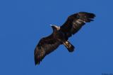 Aigle royal, Aquila chrysaetos