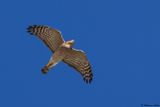 Epervier dEurope, Accipiter nisus