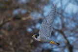 Faucon plerin, Falco peregrinus peregrinus