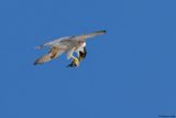 Faucon plerin, Falco peregrinus