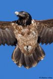 Gypate barbu, Gypaetus barbatus
