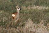 Chevreuil, Capreolus capreolus