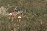 Chevreuil, Capreolus capreolus