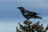 Grand Corbeau, Corvus corax