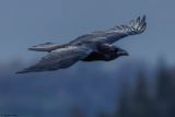 Grand Corbeau, Corvus corax