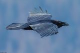 Grand Corbeau, Corvus corax