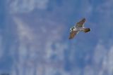 Faucon plerin, Falco peregrinus peregrinus