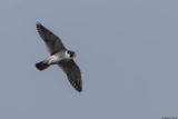 Faucon plerin, Falco peregrinus peregrinus