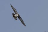 Faucon plerin, Falco peregrinus peregrinus