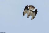 Balbuzard pcheur, Pandion haliaetus
