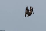 Balbuzard pcheur, Pandion haliaetus