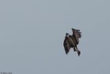 Balbuzard pcheur, Pandion haliaetus