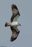Balbuzard pcheur, Pandion haliaetus