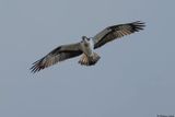 Balbuzard pcheur, Pandion haliaetus