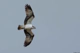 Balbuzard pcheur, Pandion haliaetus