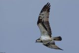 Balbuzard pcheur, Pandion haliaetus