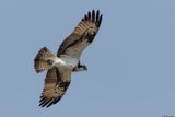 Balbuzard pcheur, Pandion haliaetus