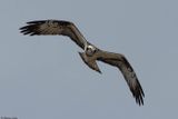 Balbuzard pcheur, Pandion haliaetus