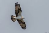 Balbuzard pcheur, Pandion haliaetus