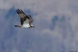 Balbuzard pcheur, Pandion haliaetus